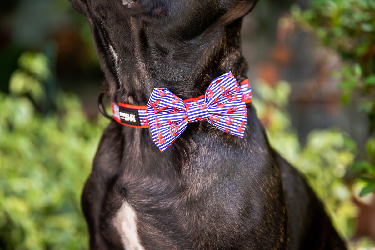 DOG COLLAR AND BOW TIES Barkley and Pips