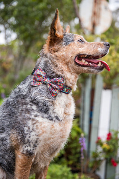 Dog Collar & Bow Tie <br>Rat-a-Tat-Tat