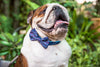B&P "Shooting Stars" Collar and Matching Bow Tie - Barkley and Pips