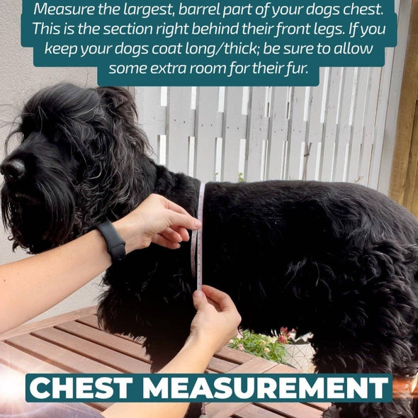 DOG HARNESS | Ladybird Lane | Neck Adjustable Dog Harness: Large | NEW Longer chest!