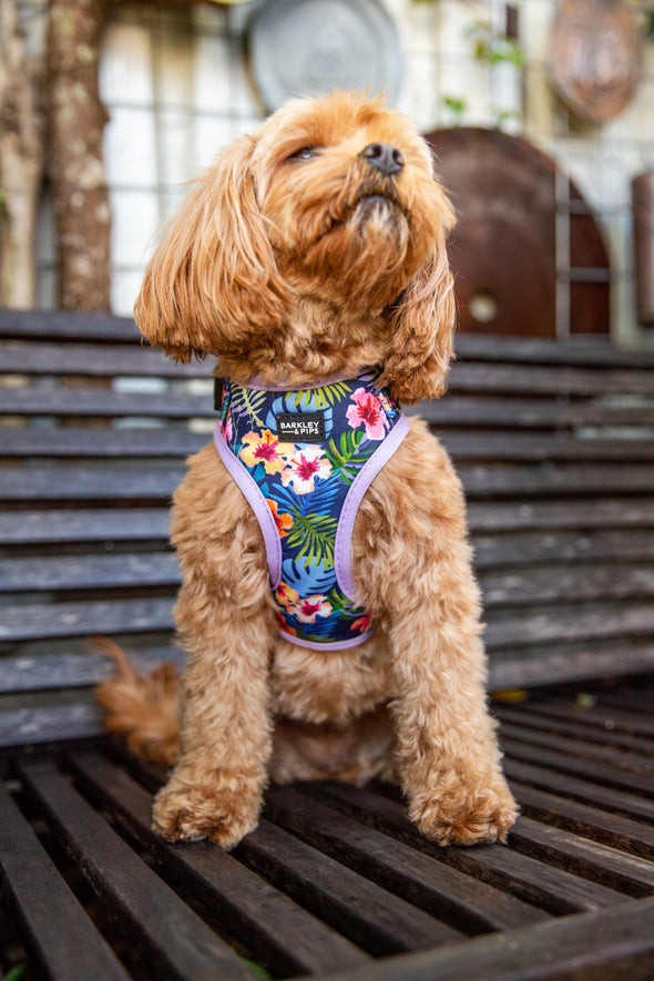 B&P "Tropical Islands" Adjustable Harness - Barkley and Pips