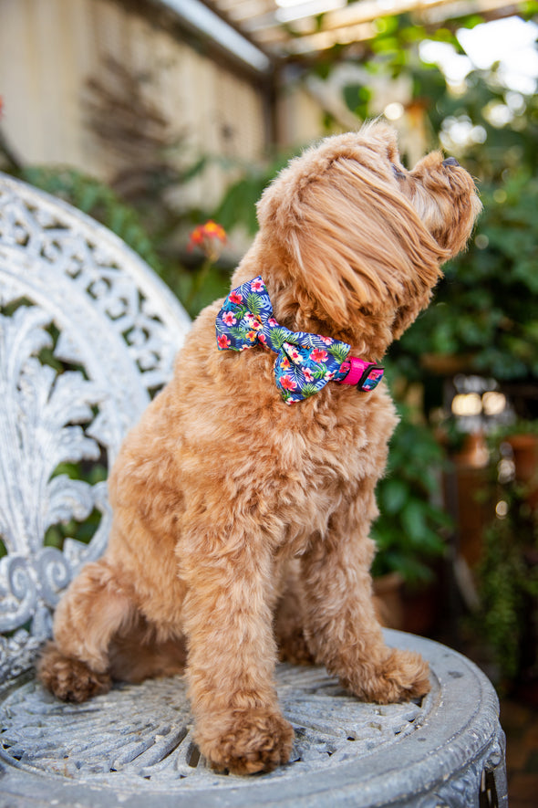 B&P "Tropical Islands" Collar & Bow Tie - Barkley and Pips