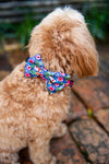 B&P "Tropical Islands" Collar & Bow Tie - Barkley and Pips