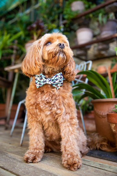 B&P “Mate for Life” Collar and bow tie - Barkley and Pips