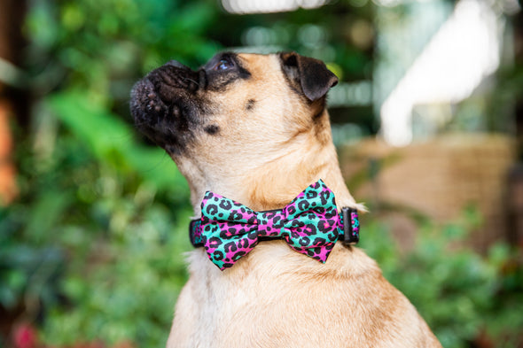 B&P "Wild at Heart" Collar and Bow Tie - Barkley and Pips