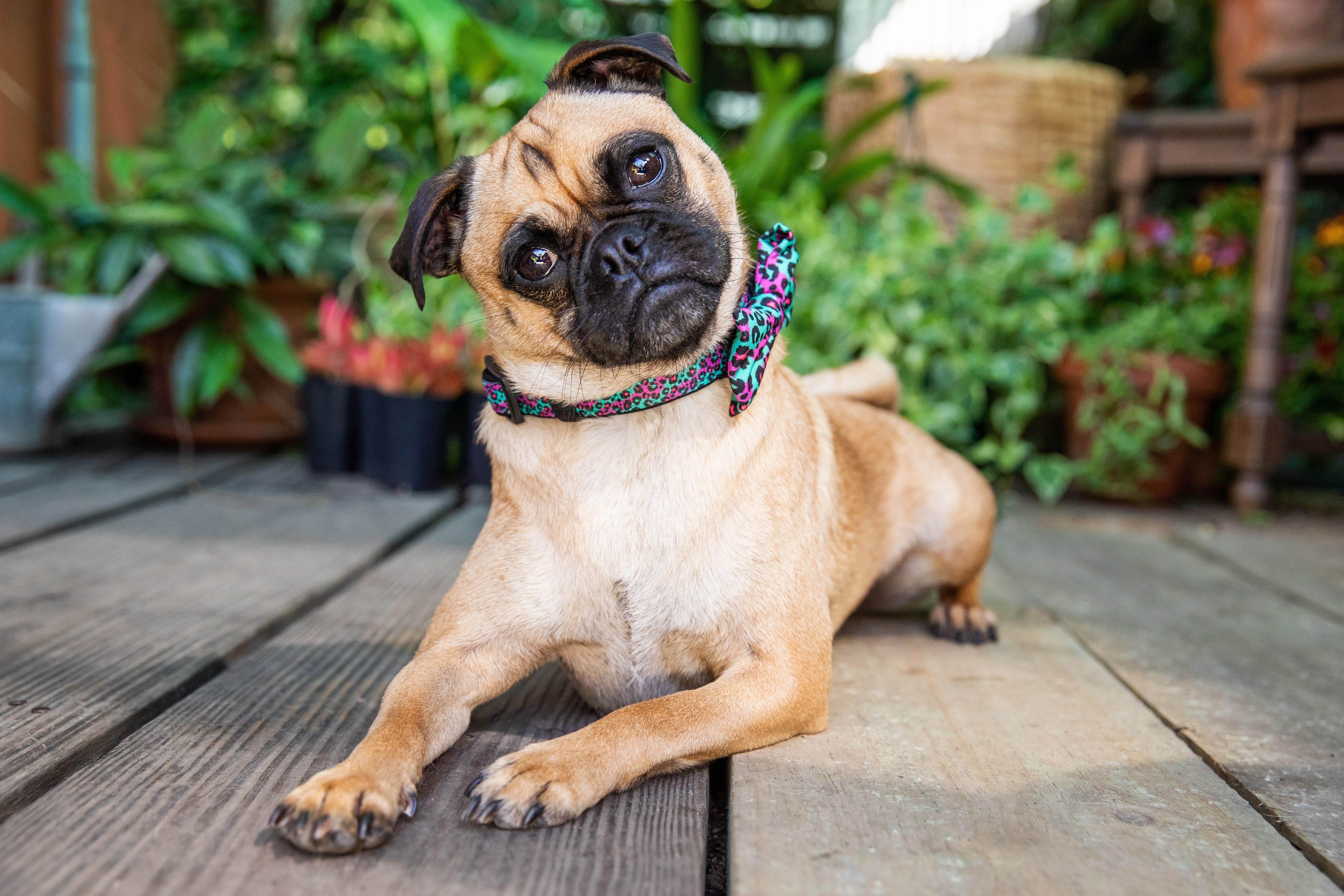 Retro Mops Dog Retro Mops Dog Cute Pug Dog Or Mops With