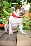 B&P "Reality Star" Collar and Bow Tie - Barkley and Pips