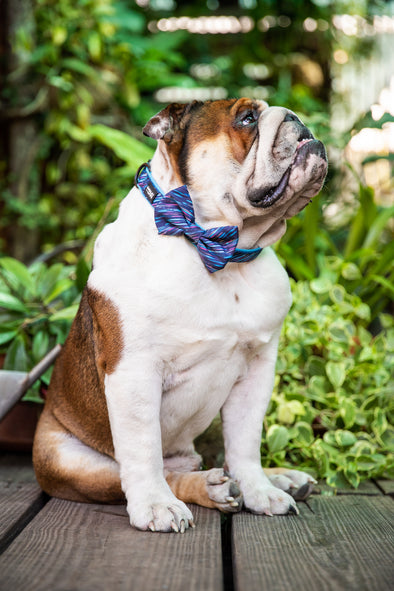 B&P "Shooting Stars" Collar and Matching Bow Tie - Barkley and Pips