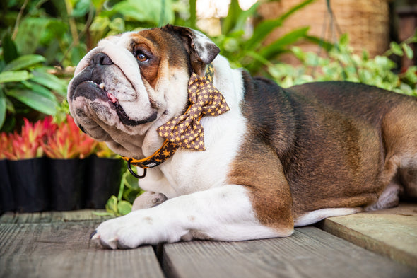 B&P “sheriff’s in town” Collar and Bow Tie - Barkley and Pips