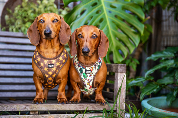 B&P “Deputy Dawg” reversible Harness - Barkley and Pips